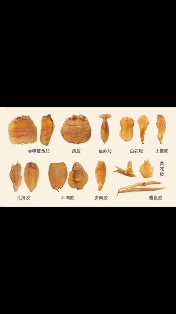 鱼胶品种