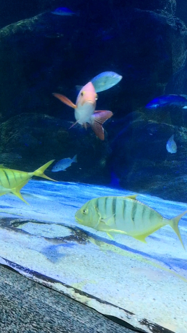 大连的