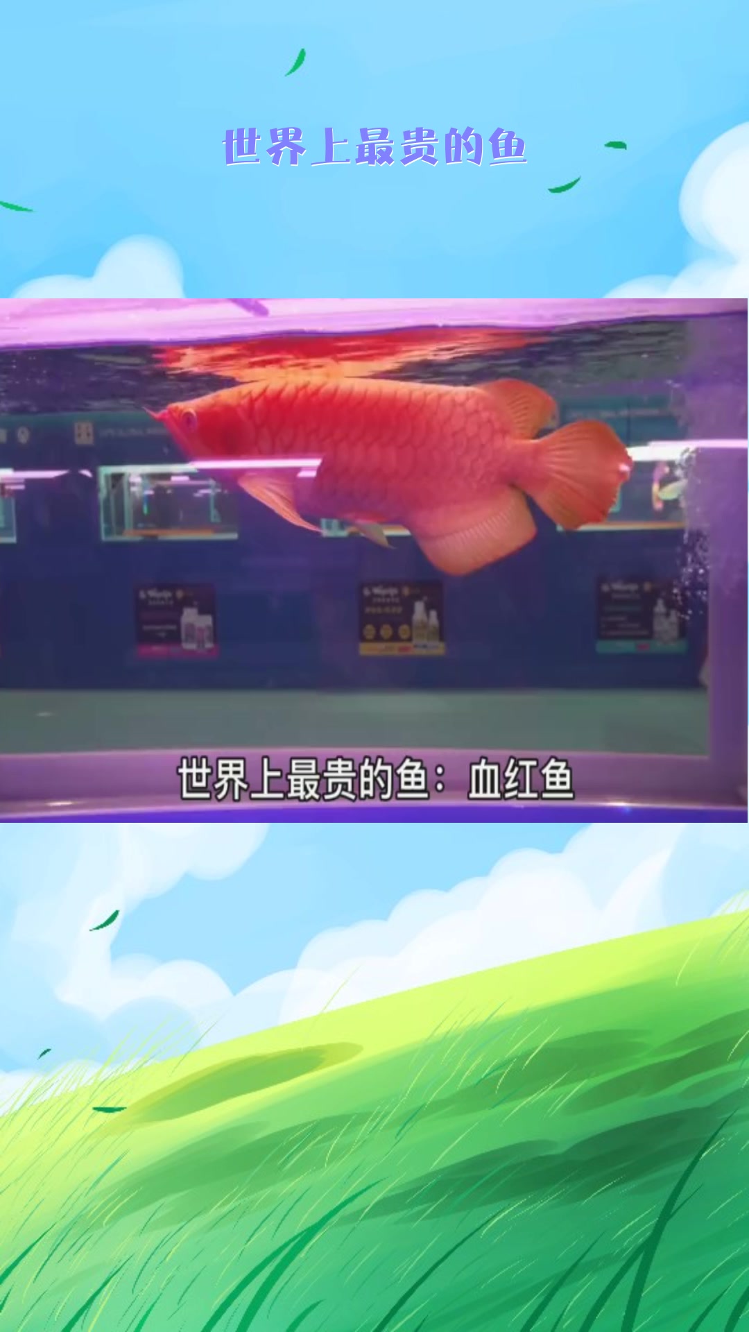 #动物奇闻#世界上最贵的鱼