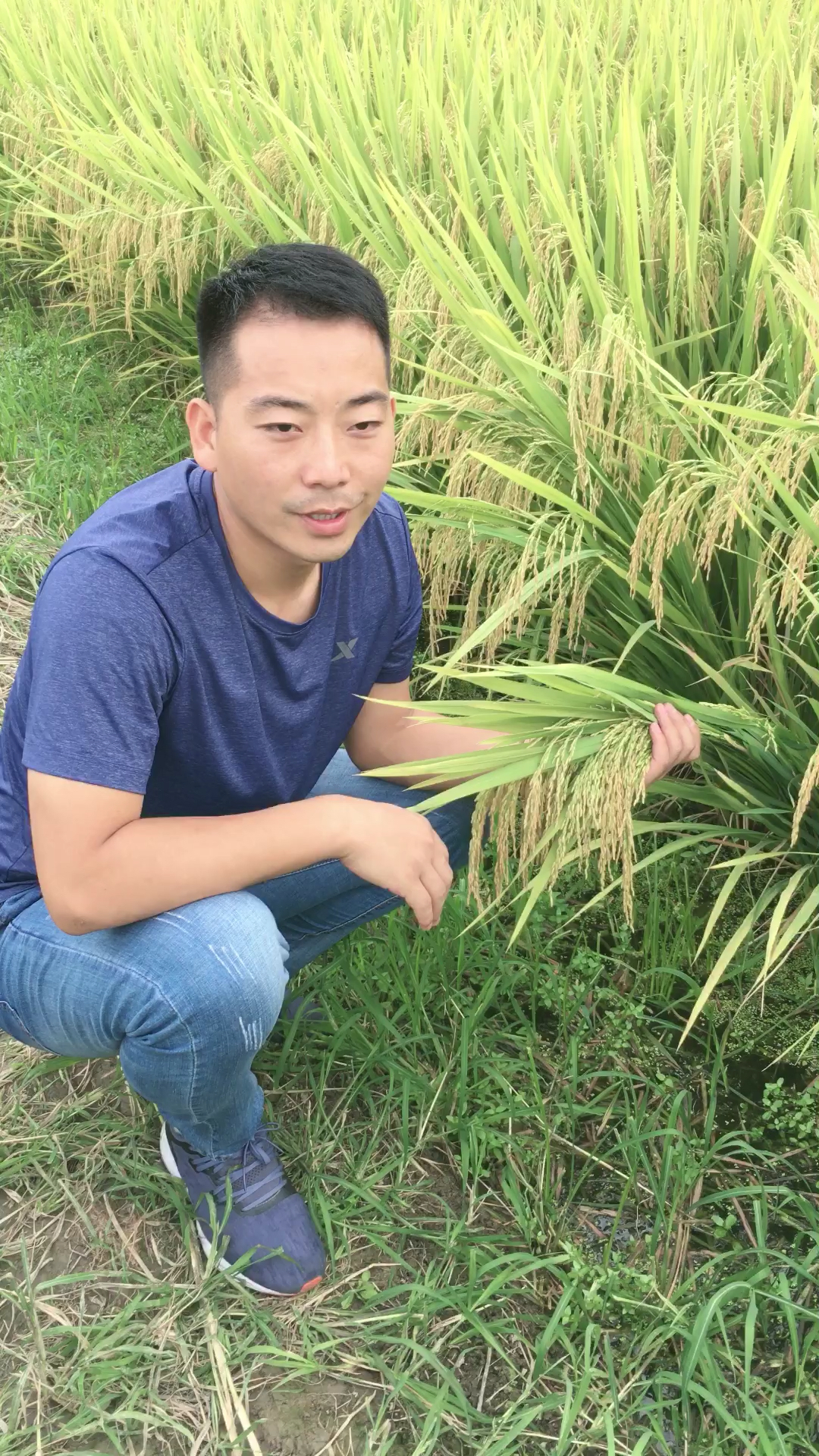 养好虾种好稻尽在渔之稻