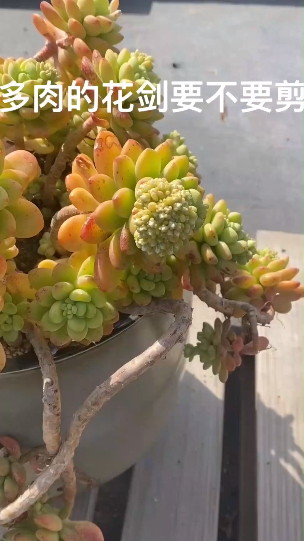 多肉  多肉老桩 爱生活爱养花 多肉的花剑要剪掉吗
