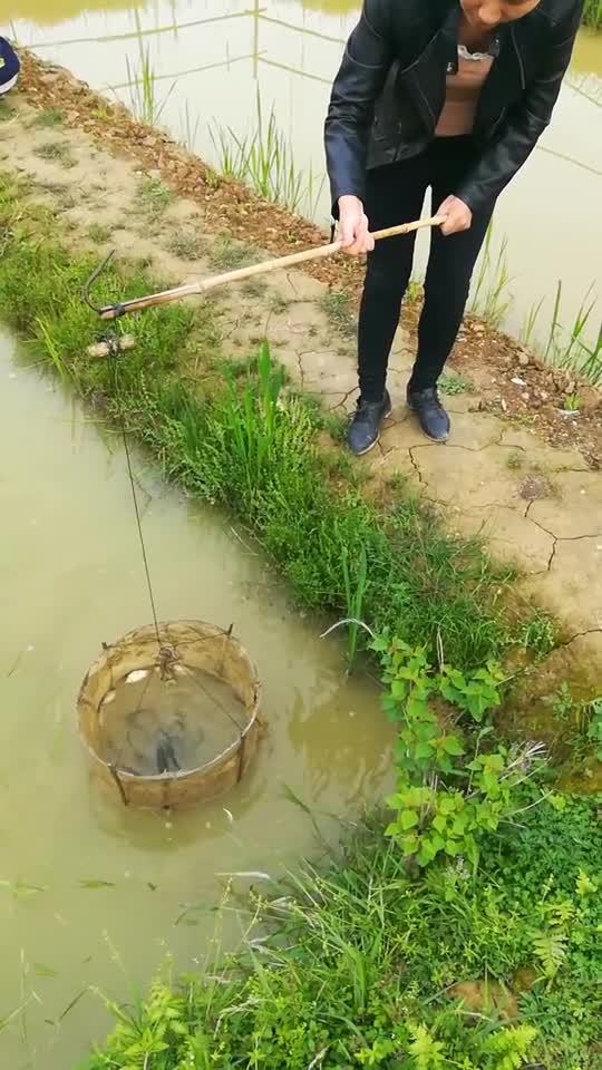 周密看,抓到了几何鱼!