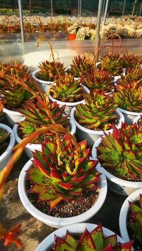 #多肉植物口红#