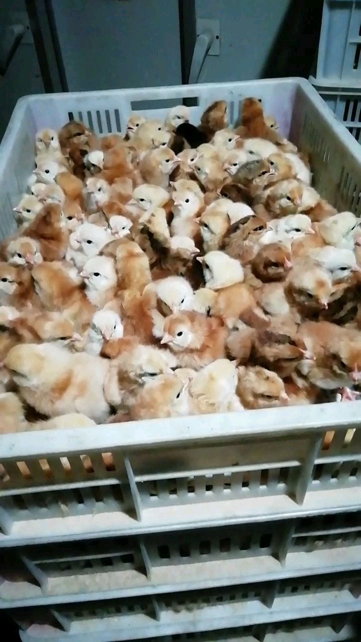 刚出壳的小鸡苗!红玉380公鸡苗。