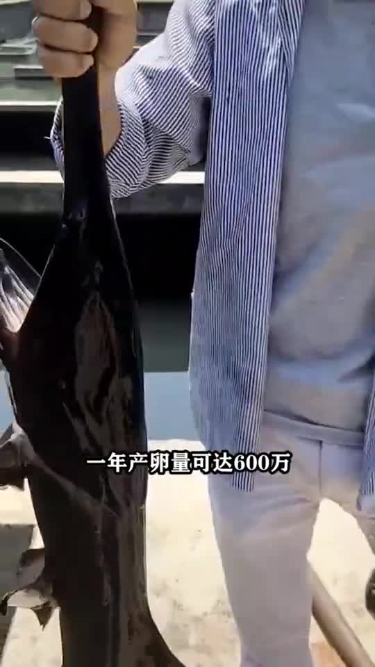 天下上中国人都不敢碰的没事