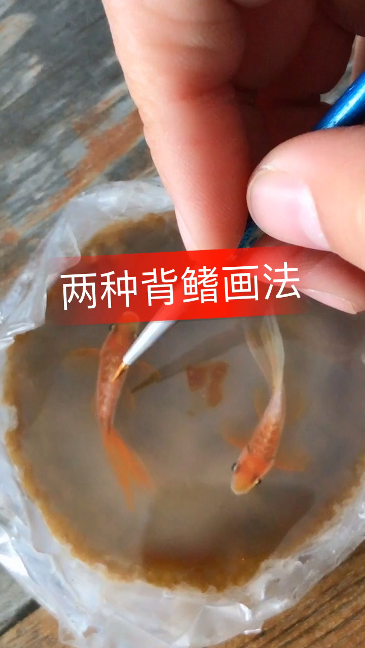 树脂画—背鳍的画法
