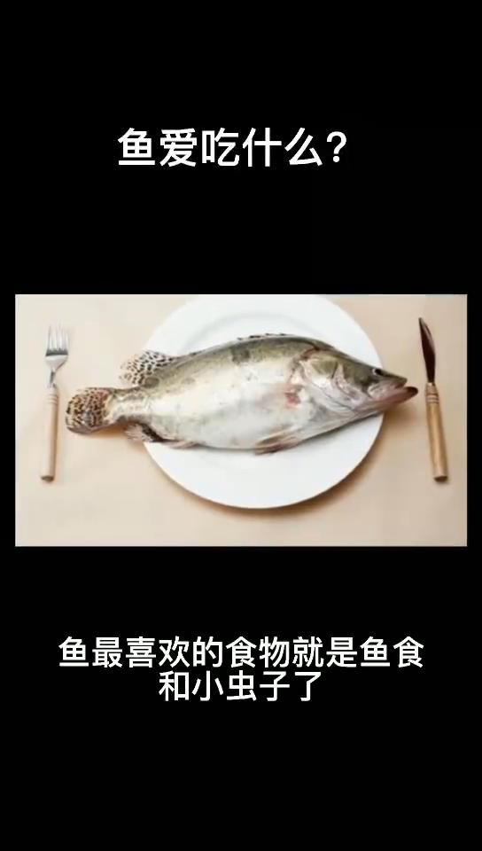 鱼爱吃什么呢你知道吗