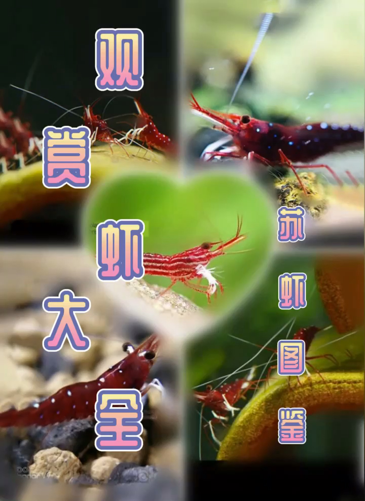 观赏虾大全#观赏虾#苏虾