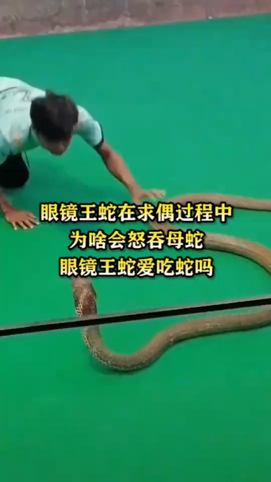 眼镜王蛇在求偶过程中,为啥会怒吞母蛇,眼镜王蛇爱吃蛇吗