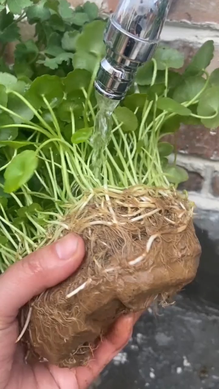 室外鱼缸非常适合 睡莲和铜钱草