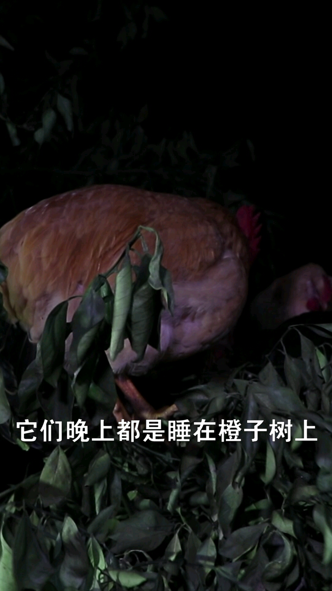 乡间味道永兴冰糖橙土鸡散养基地正式营业啦!这种立体种养殖模式你们看好吗?