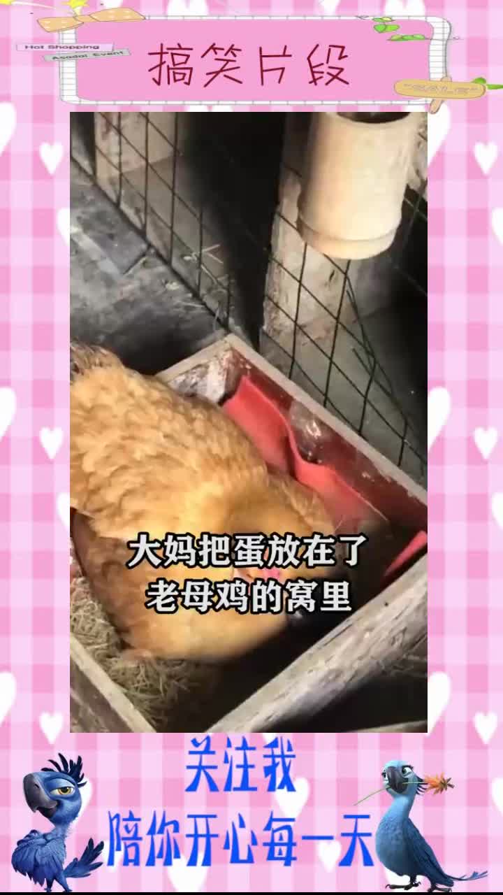 #搞笑段子#大妈捡了一窝蛋结果却让人发愁