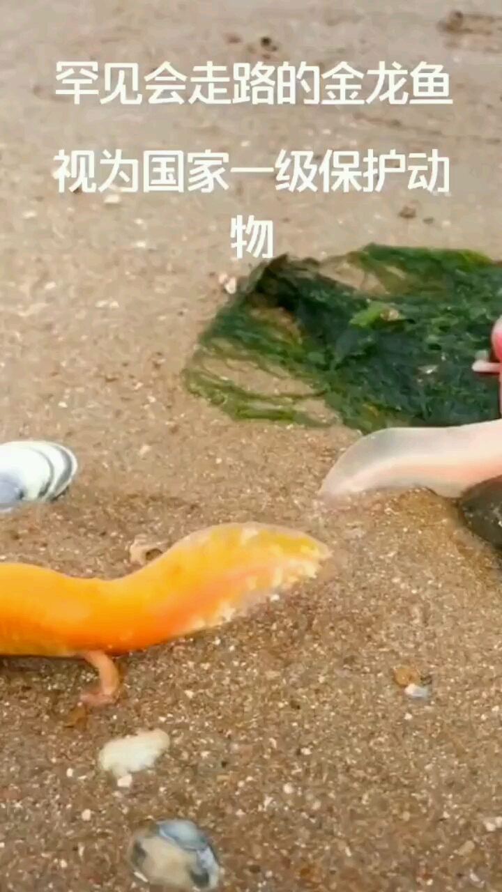 有着两亿年历史会走路的金龙鱼见者好运不断双击年年有余!