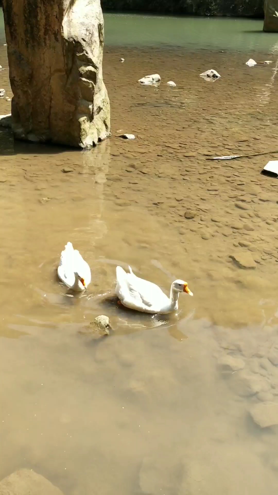 原来鹅是这么游泳的