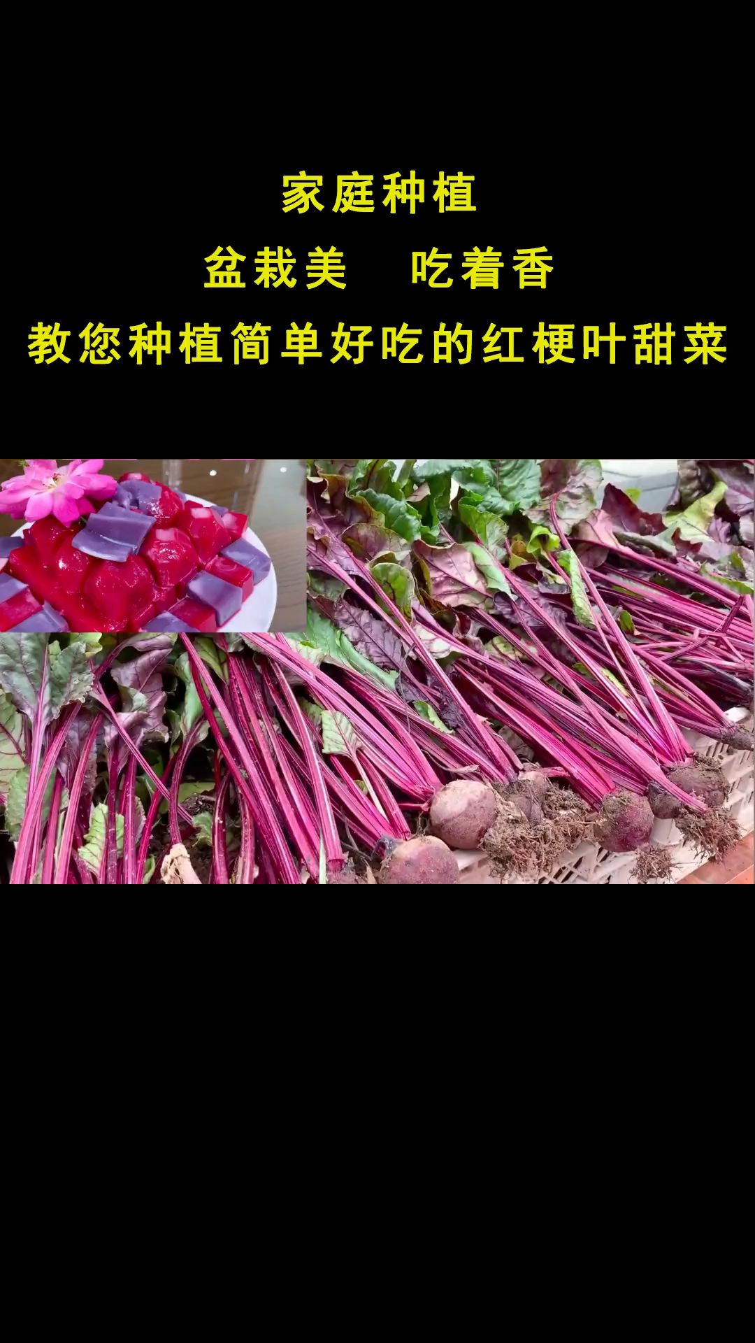 教您在家种植简单好吃的红梗叶甜菜