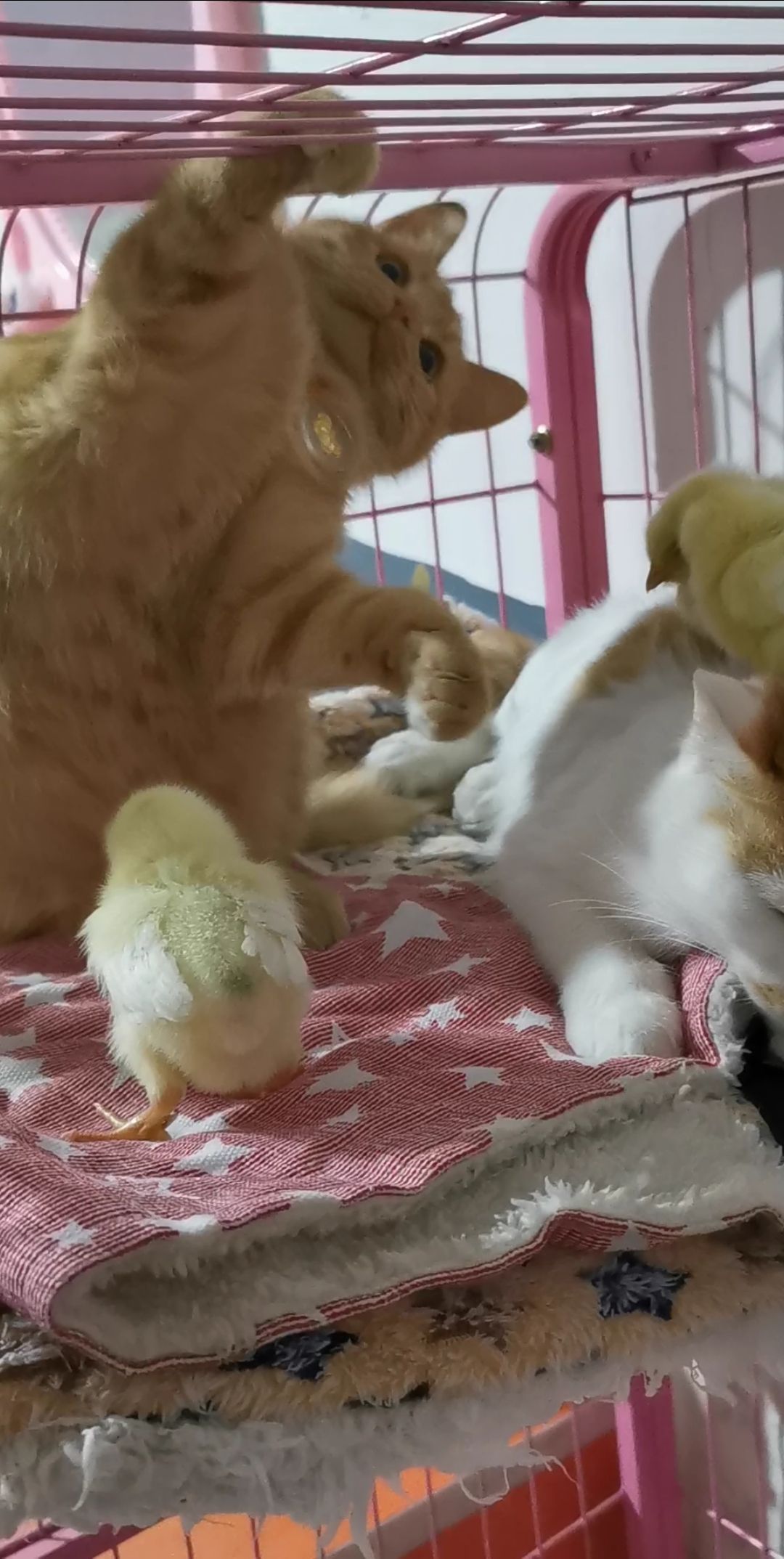 猫妹:诶呀,怎么少一只小鸡宝宝呢?上面也没有呀,原来你在这呢吖