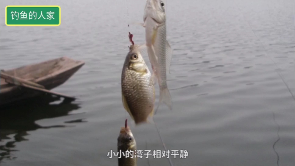 涨水河流如何选钓点?洄水湾是聚鱼的好地方,特别是野钓鲤鱼