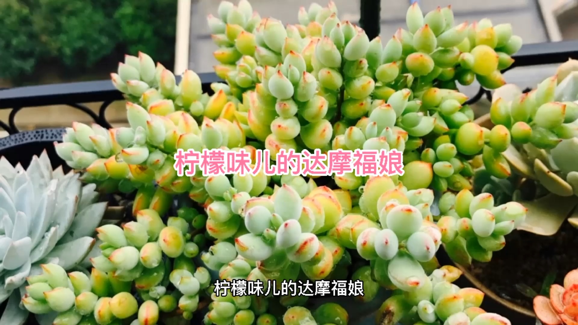 柠檬味儿的达摩福娘哦