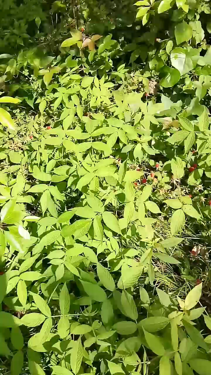 混名山泡子  学名覆盆子
