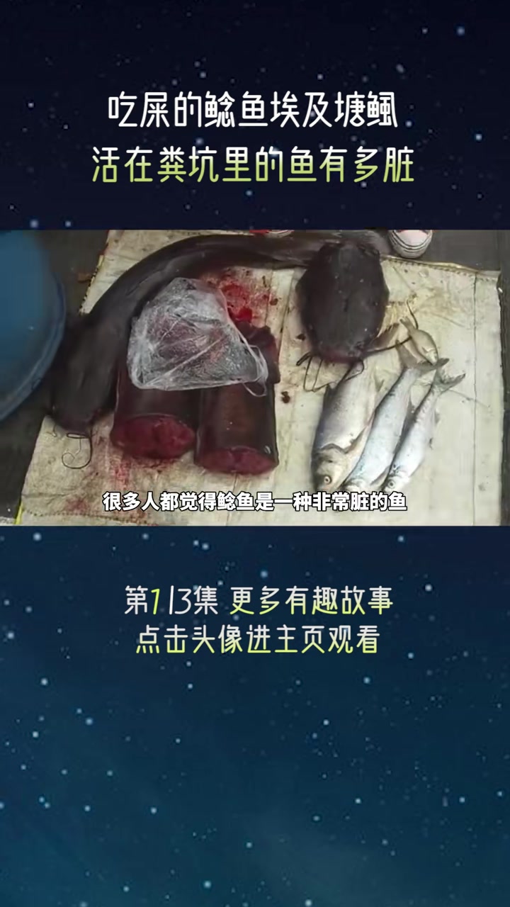 鲶鱼是吃屎长大的吗埃及塘鲺泛滥成灾,欧洲鲶鱼体型庞大还伤人
