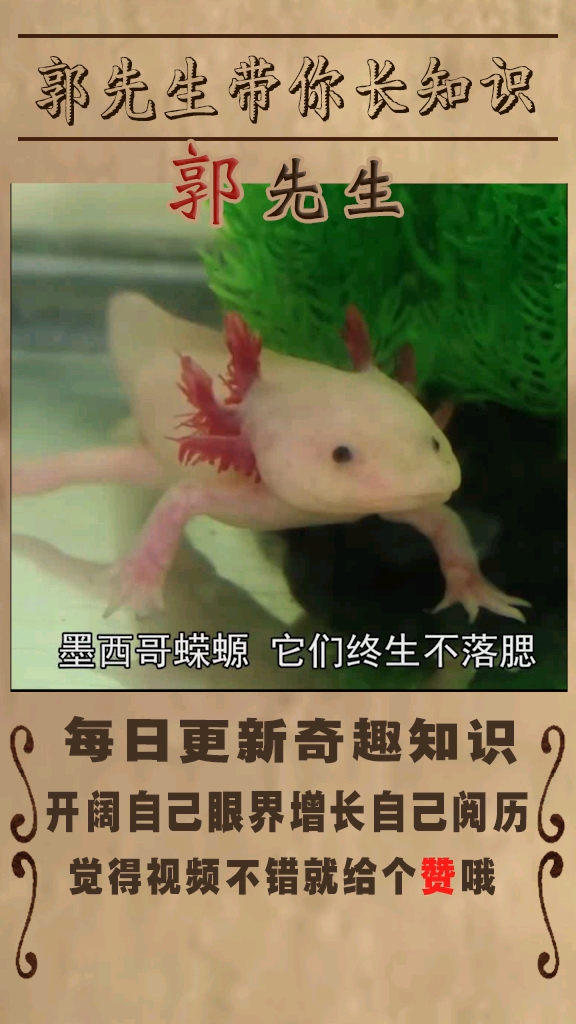 动物界的华佗之蝾螈