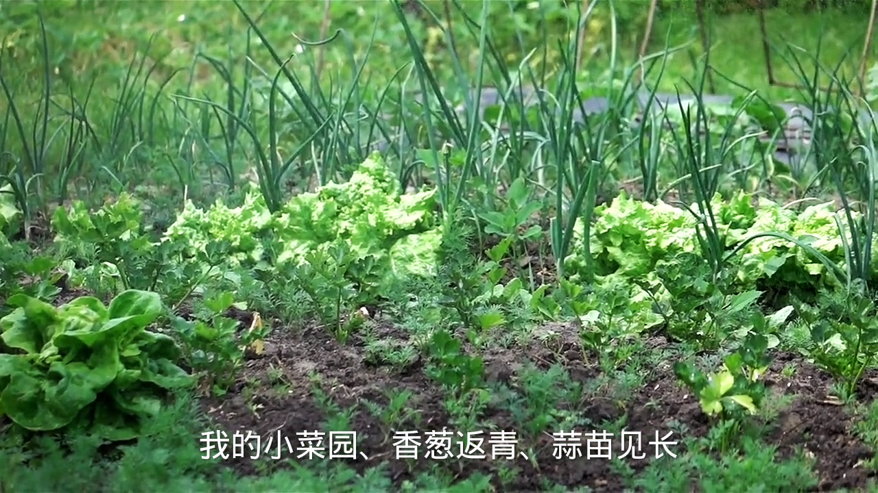 菜园的菜怎么发朋友圈?