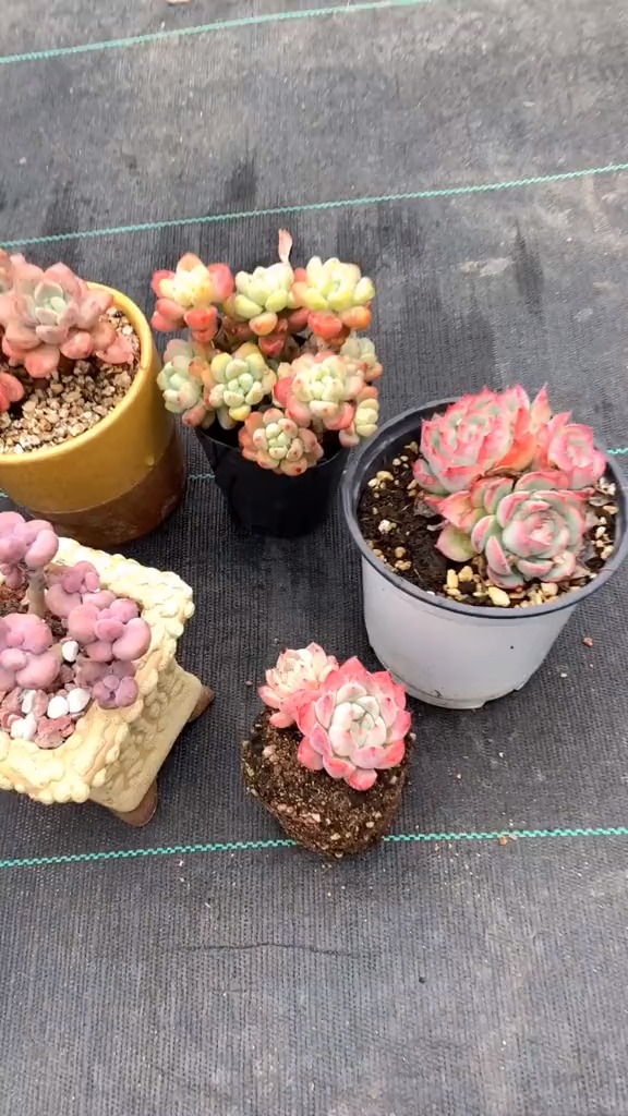 多肉到底啥时候浇水合适#多肉植物