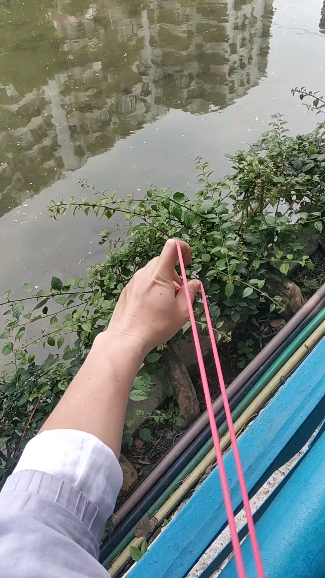 野生黑鱼是这个样子的