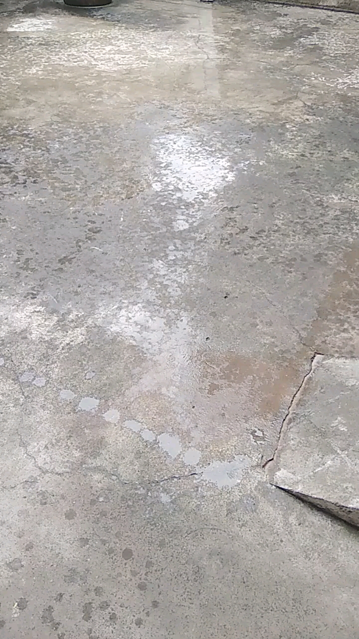 下雨了,木薯又发霉了
