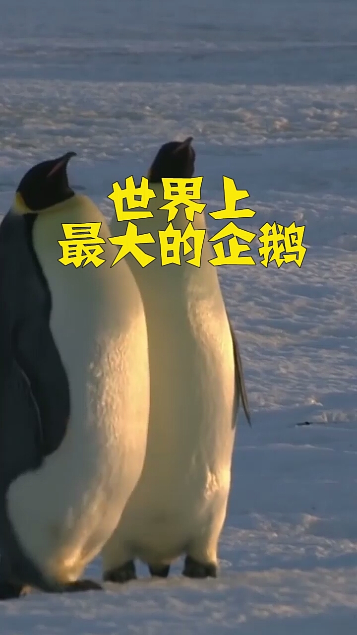 世界上最大的企鹅