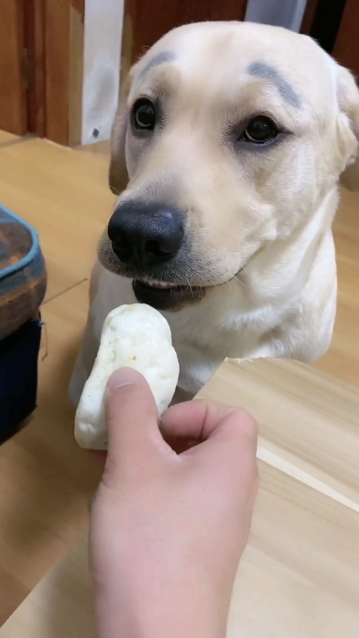 #搞笑萌宠#狗肉陷大包子
