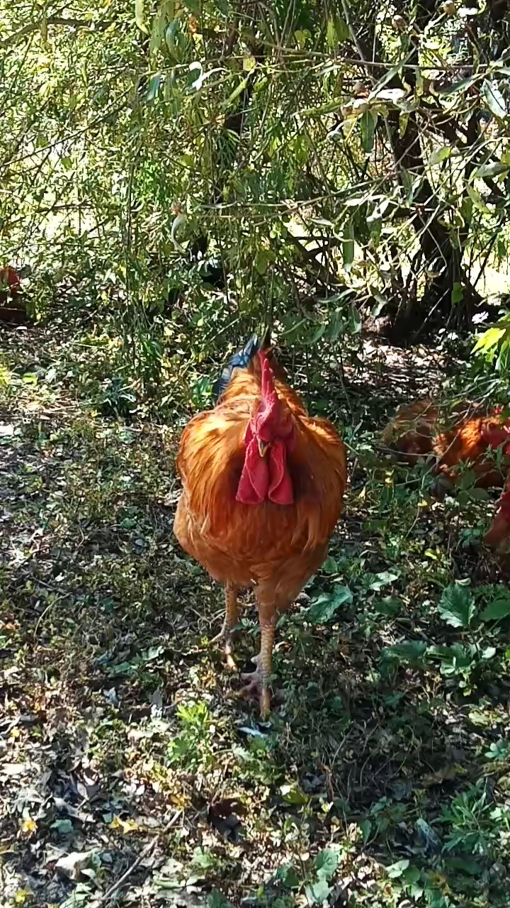美丽的大公鸡
