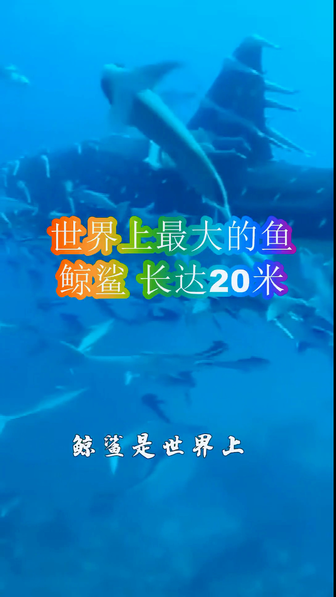 世界上最大的鱼.鲸鲨.长达20米!