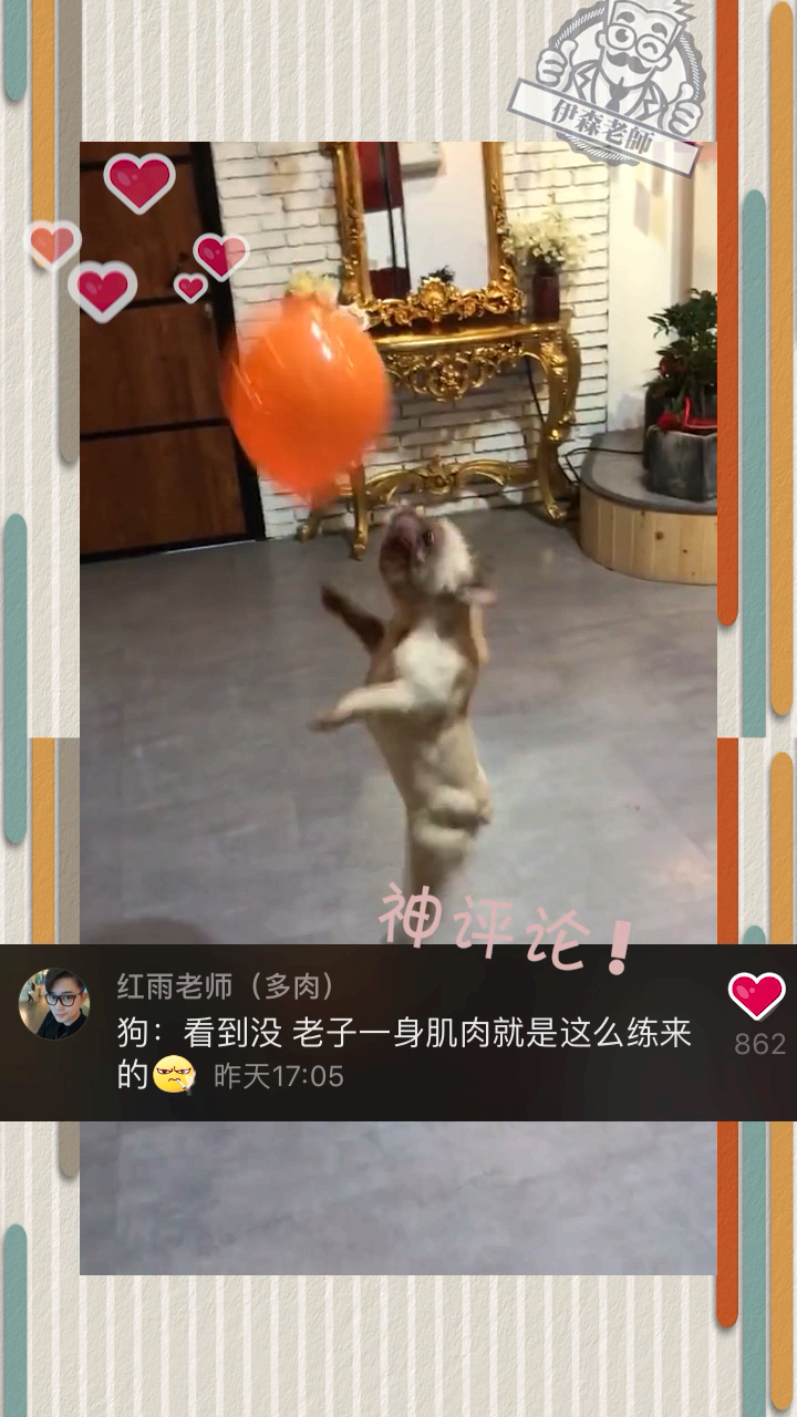 #狗#狗:看到没,这一身的肌肉是这么练出来的