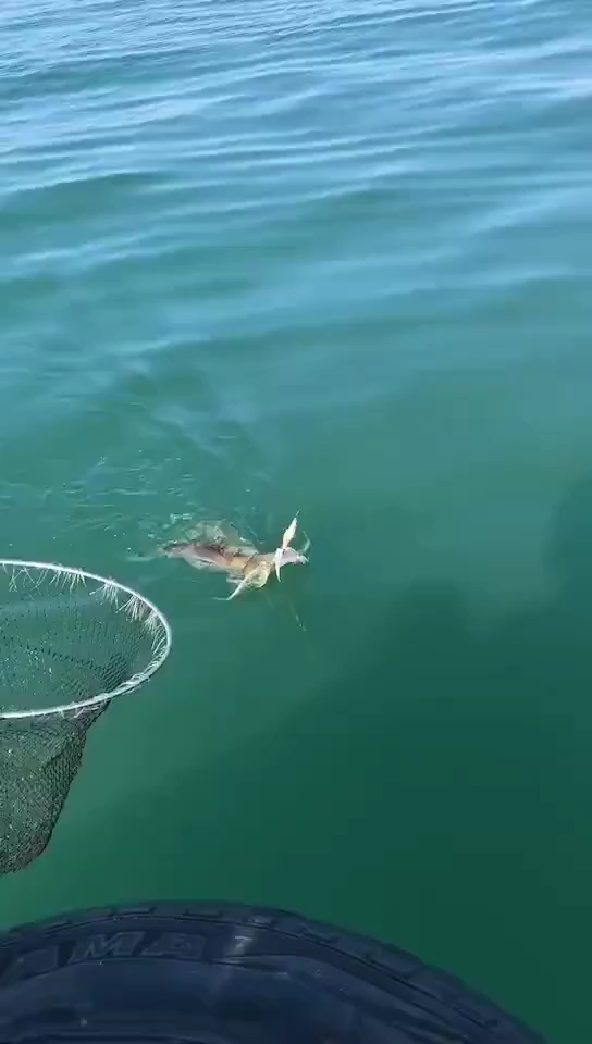 墨鱼喷墨