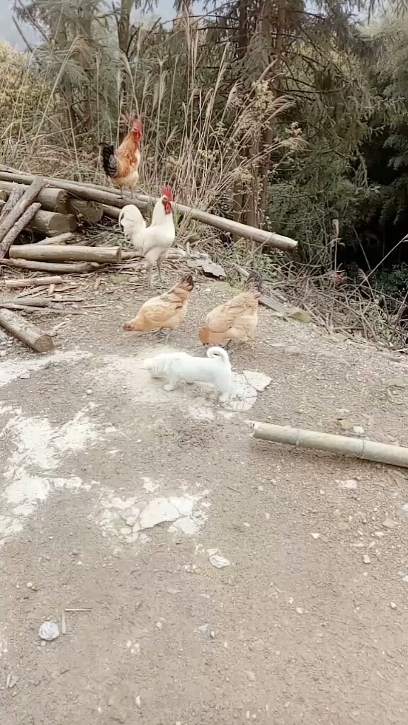 土鸡蛋好吃