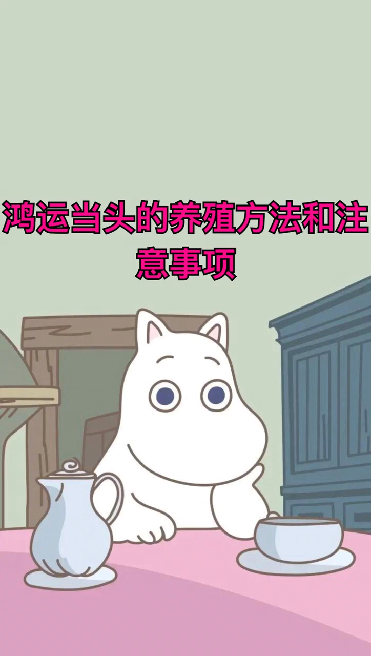 鸿运当头的养殖方法和注意事项