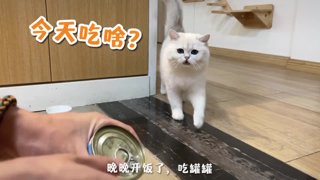 #家有猫咪#漏嘴巴晚晚你放肆吃,剩下的来搞定生活大玩家
