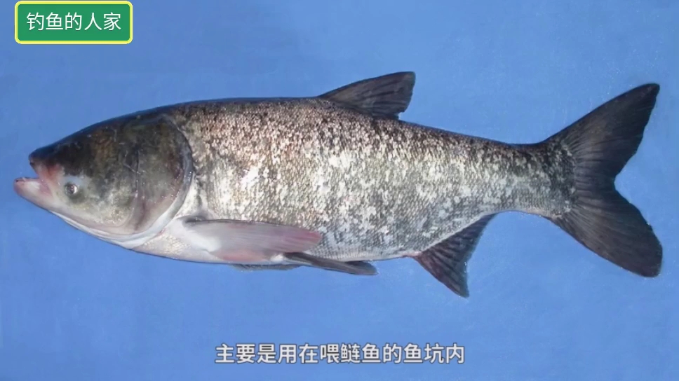 白饵的简单做法,持续不断诱鱼和连续上鱼,主攻鲢鱼、鲫鱼和鲂鱼