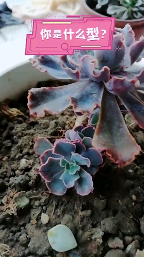 #多肉植物#