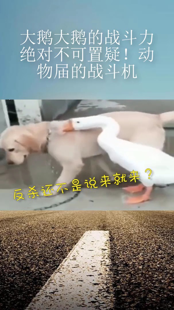 大鹅大鹅的战斗力绝对不可置疑!动物届的战斗机