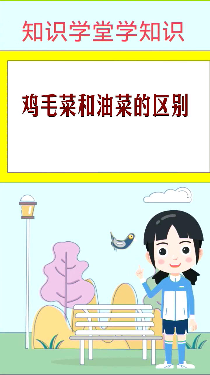 鸡毛菜和油菜的区别 
