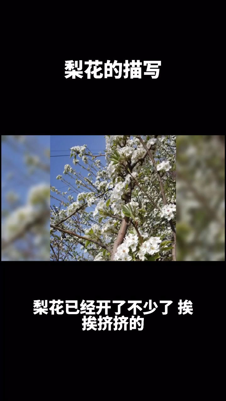 描写梨花的优美句子