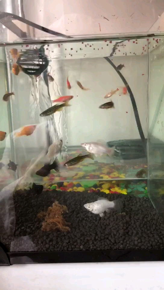 今天一换新水,鱼不吃食了。这是怎么回事??