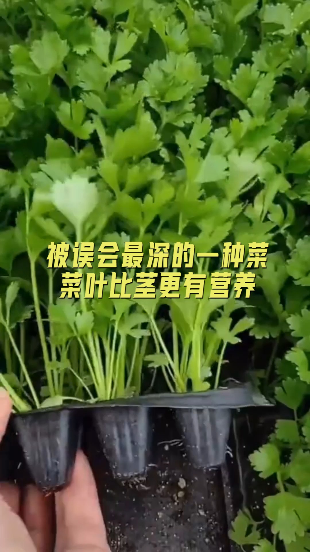 #美食#被误会最深的一种菜,菜叶比茎更有营养,可被拿来味鸭子