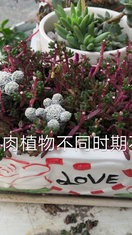 不同时间的紫米粒多肉的不同状态,你更喜欢哪个呢?