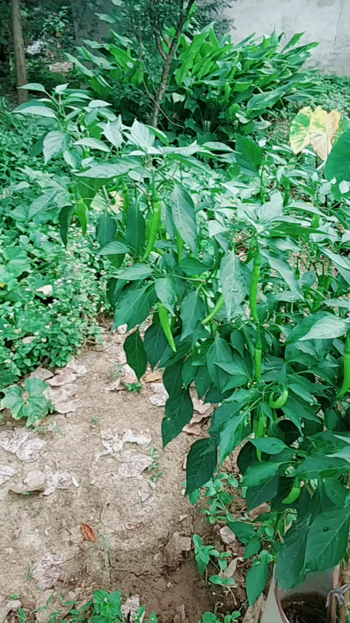 #夏天就要这么过#夏天就要来点辣,这是我家的辣椒树!怎么样?