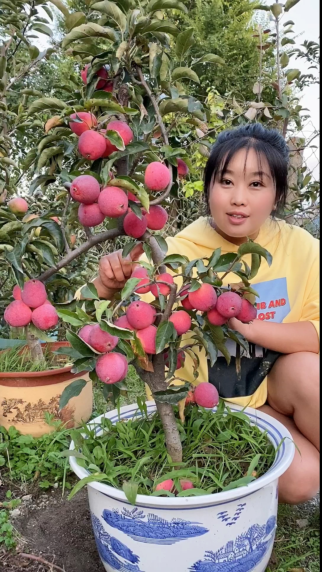 鸡心果可盆栽随意做造型