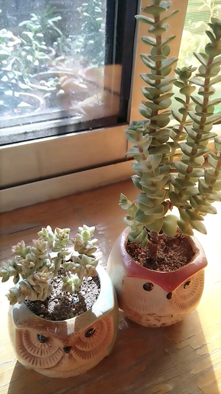 小拇指盆种的多肉彩色蜡笔和方塔