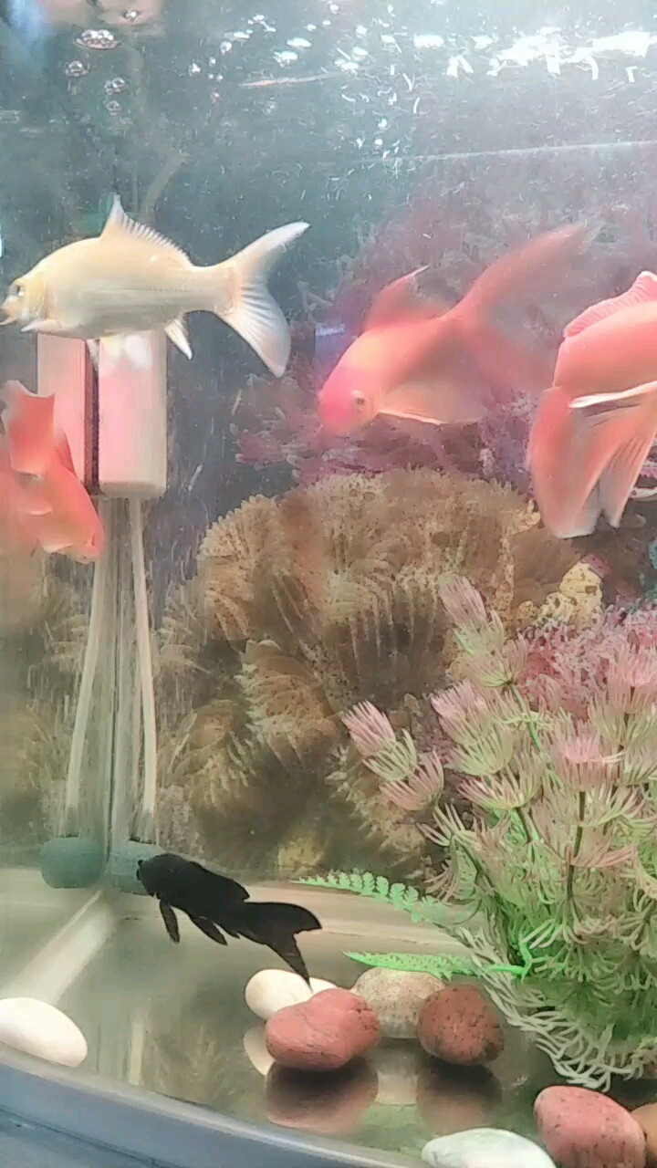 朋友们,谁知道黑色的身上是怎么了?生病了吗?